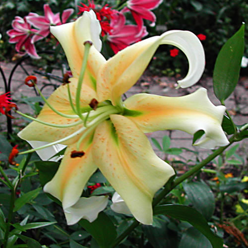 Lilium Golden Stargazer